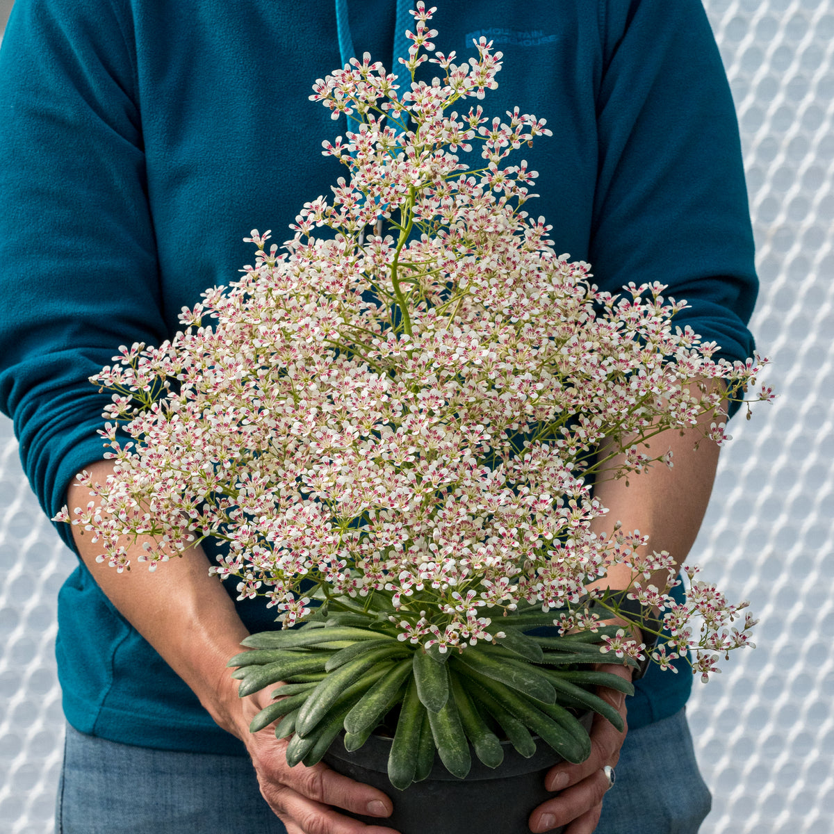 Saxifraga 'Southside Seedling Group' - Hardy's Cottage Garden Plants