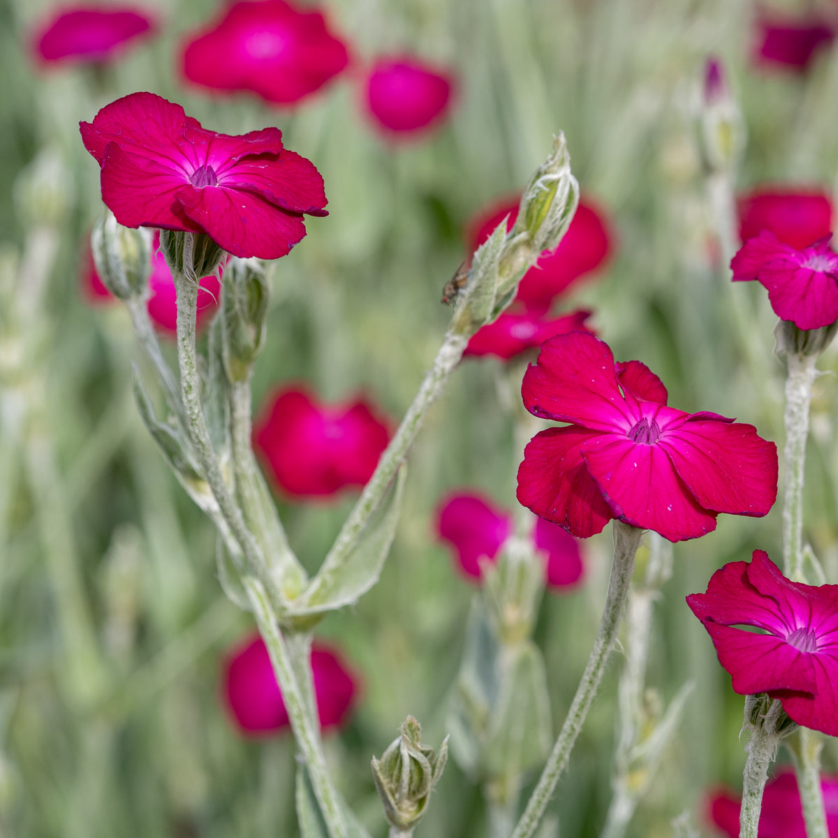 Silene coronaria - Hardy's Cottage Garden Plants