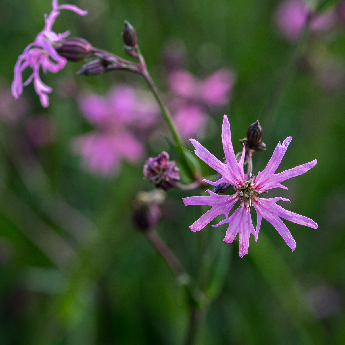Silene flos-cuculi - Hardy's Cottage Garden Plants