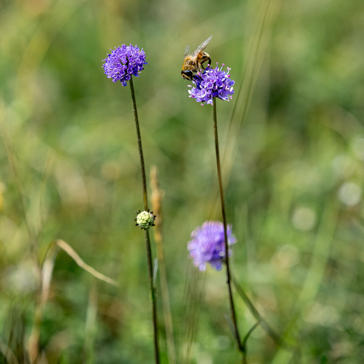 Succisa pratensis - Hardy's Cottage Garden Plants