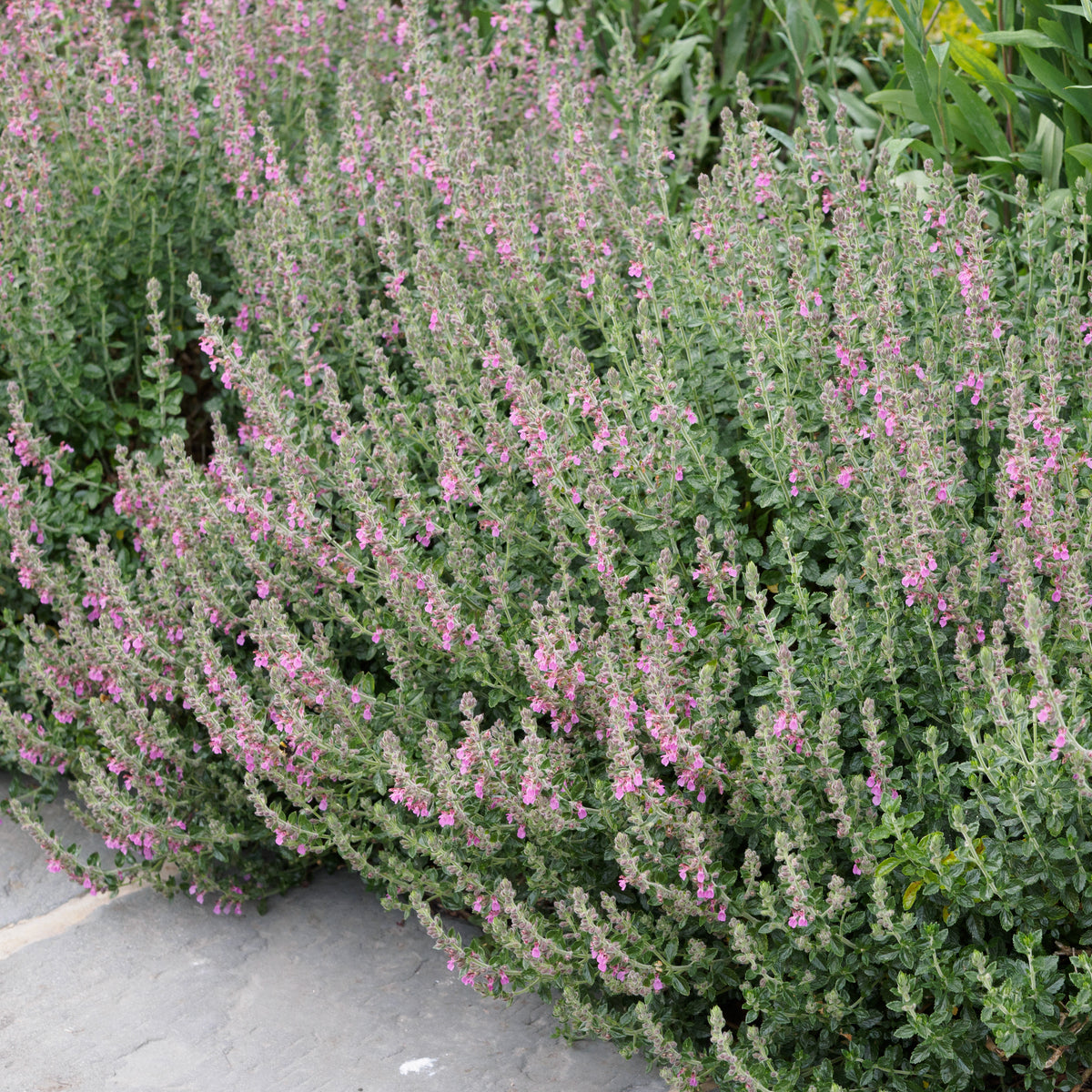 Teucrium x lucidrys - Hardy's Cottage Garden Plants