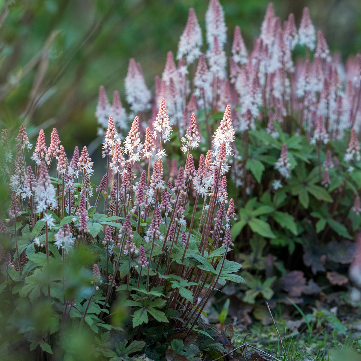 Tiarella 'Spring Symphony'PBR - Hardy's Cottage Garden Plants