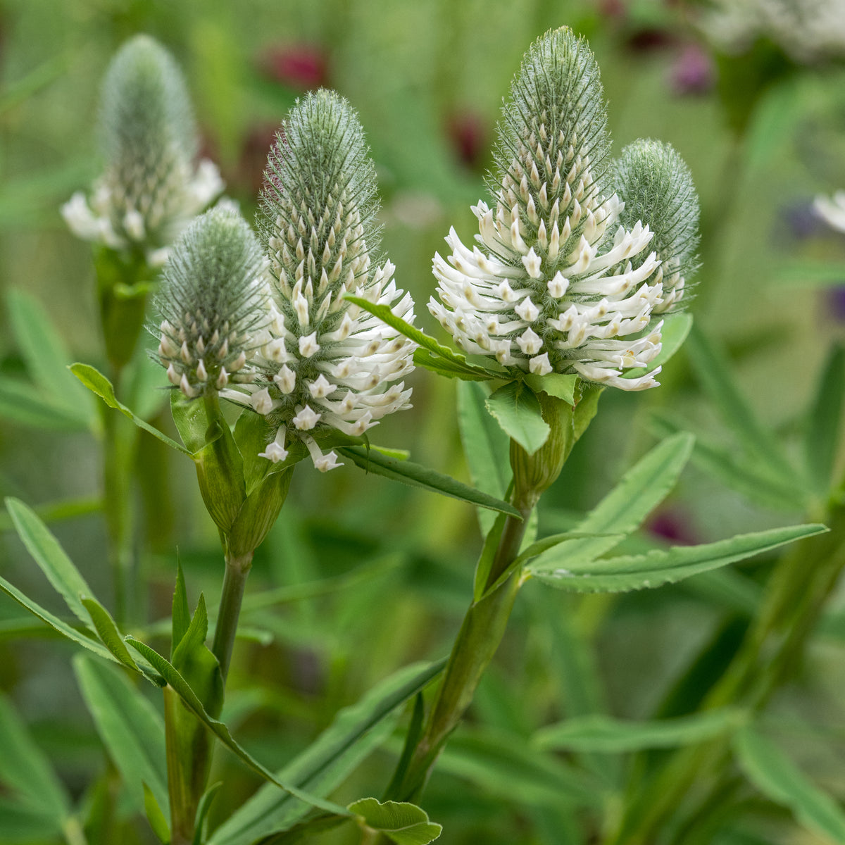 Trifolium rubens 'Frosty Feathers' - Hardy's Cottage Garden Plants
