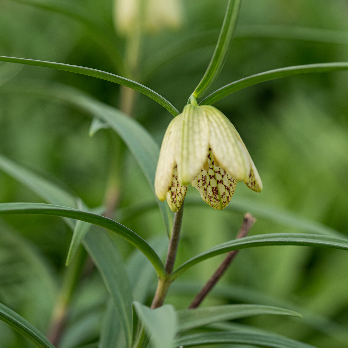 Fritillaria thunbergii - Hardy's Cottage Garden Plants