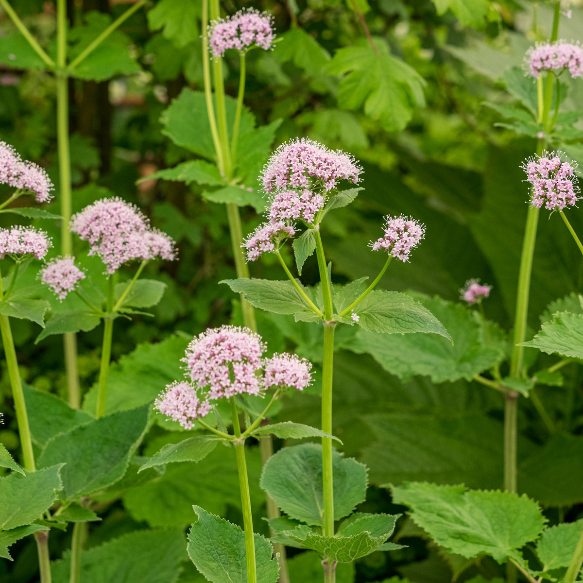 Valeriana pyrenaica - Hardy's Cottage Garden Plants
