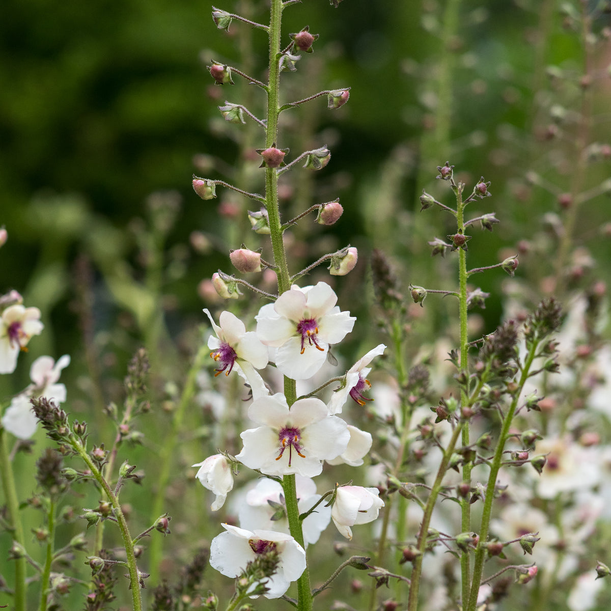 Verbascum blattaria f. albiflorum - Hardy's Cottage Garden Plants