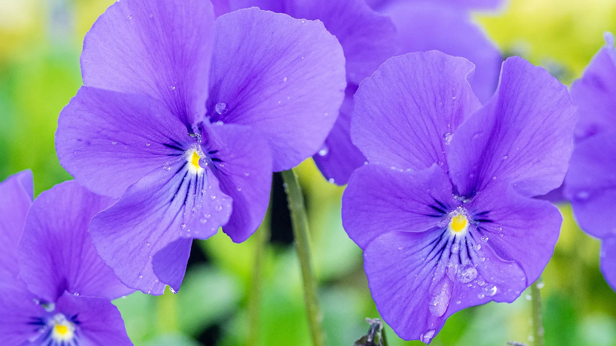 Rosy Hardy Talks 2027: Late Spring Flowering Perennials