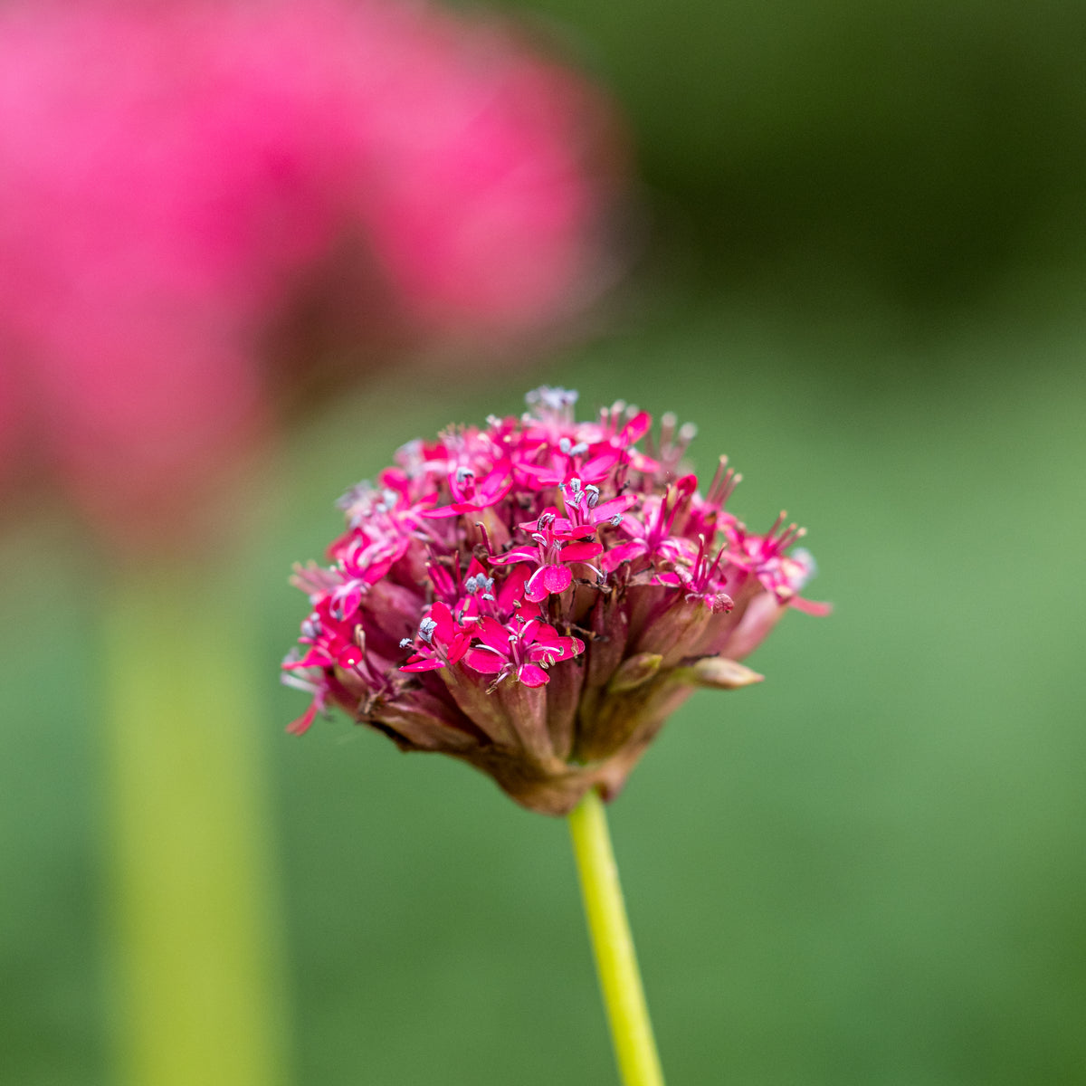 Viscaria asterias - Hardy's Cottage Garden Plants