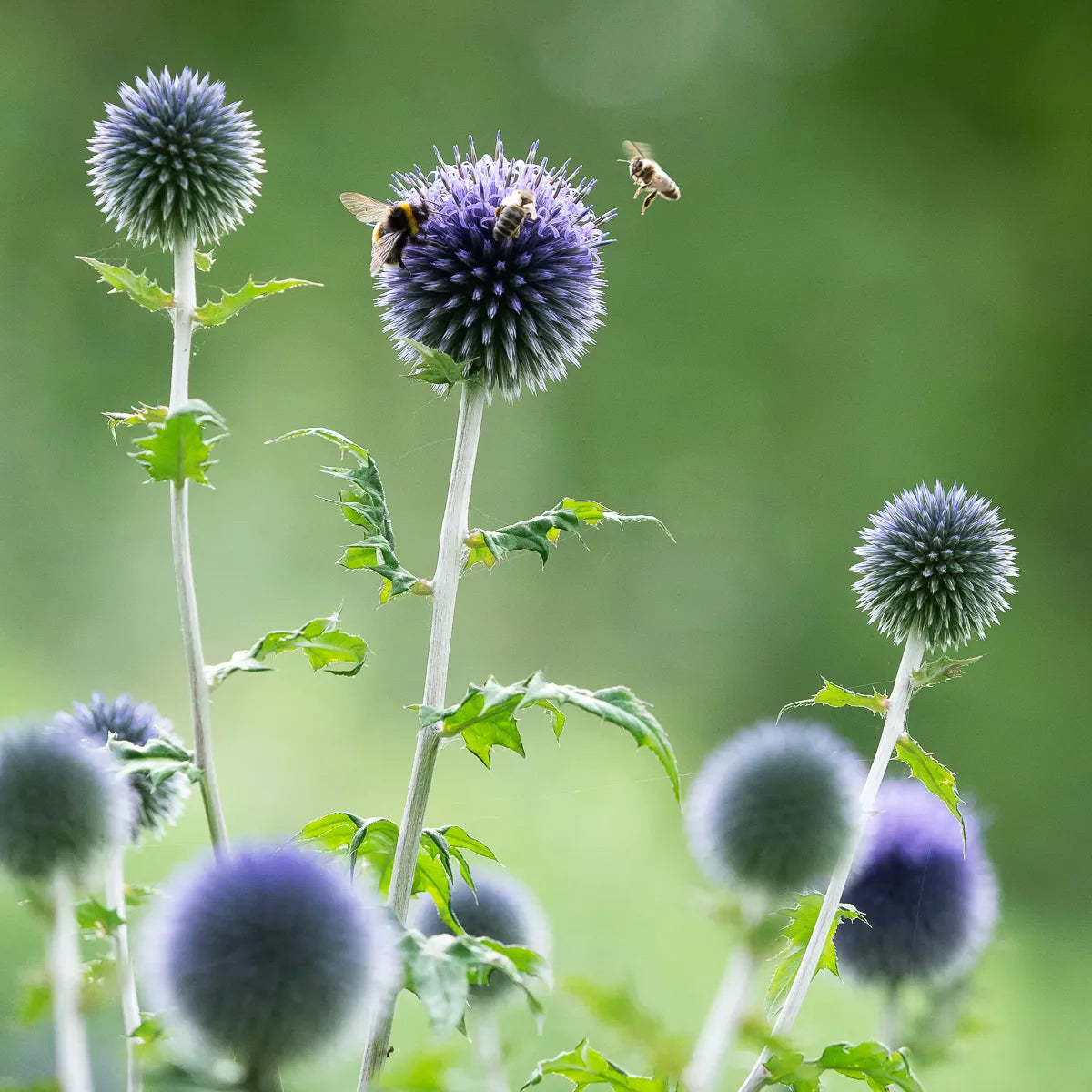 Three bees visiting the blue globe-shaped flowers of Echinops — browse all plants at Hardy's Cottage Garden Plants