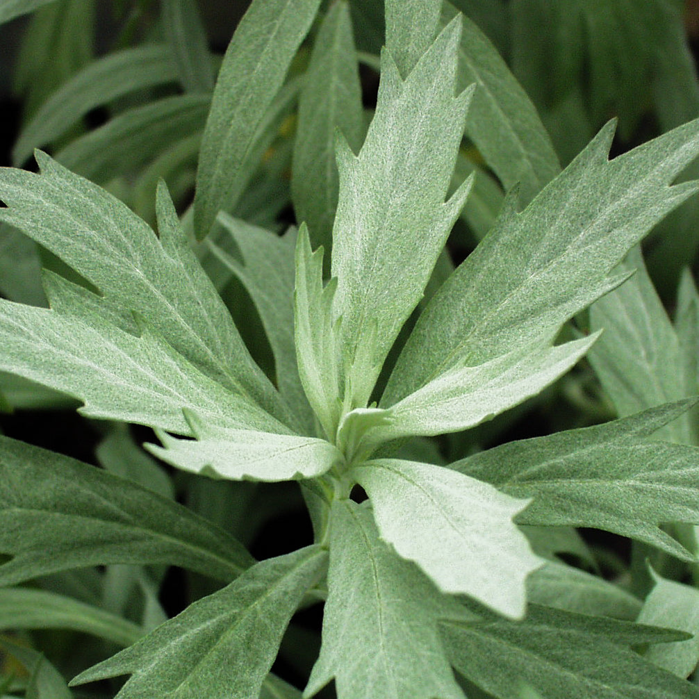 Artemisia ludoviciana 'Valerie Finnis' - Hardy's Cottage Garden Plants