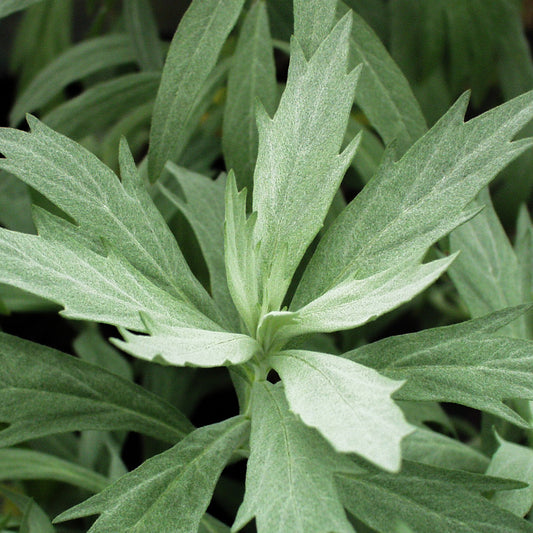 Artemisia ludoviciana 'Valerie Finnis' - Hardy's Cottage Garden Plants