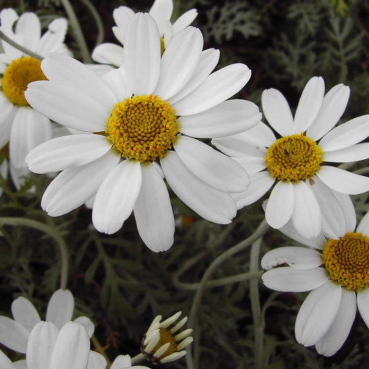 Anthemis cupaniana - Hardy's Cottage Garden Plants
