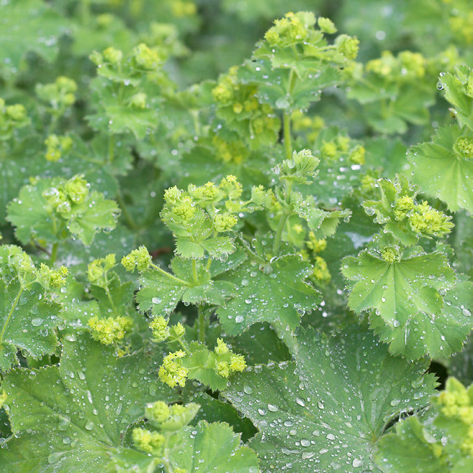 Alchemilla mollis — frothy yellow-green flowers above large dew-catching leaves in summer border