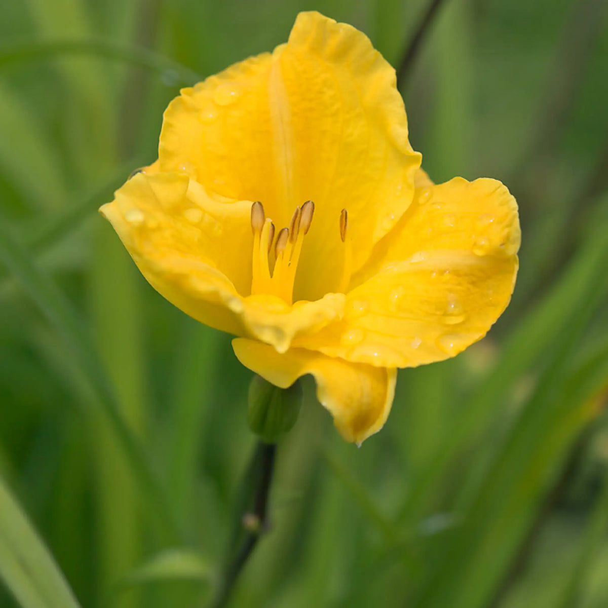 Hemerocallis 'Irish Elf' - Hardy's Cottage Garden Plants