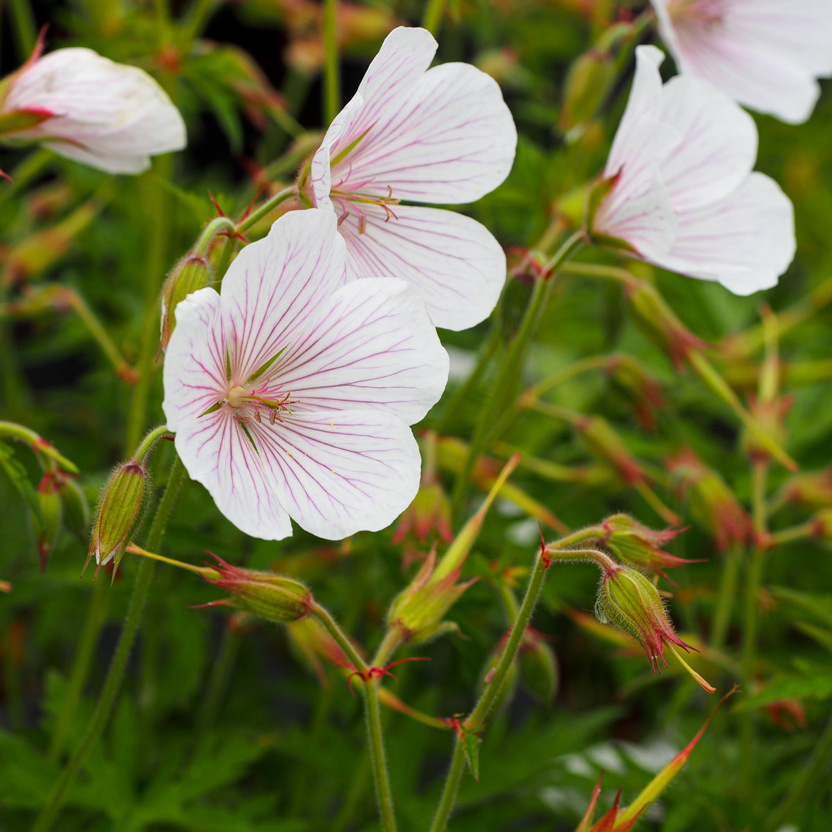Geranium clarkei 'Kashmir White' - Hardy's Cottage Garden Plants