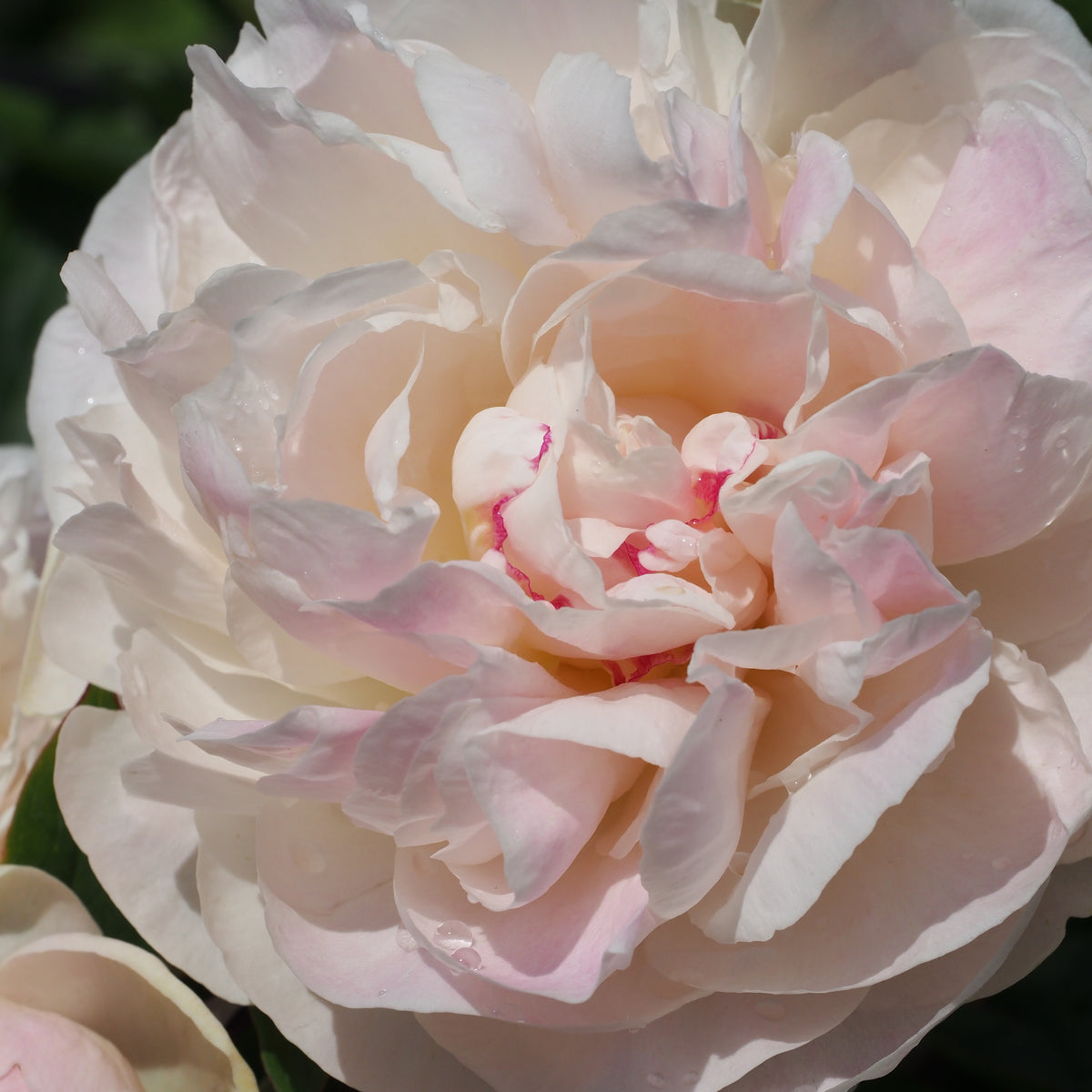 Paeonia lactiflora 'Mothers Choice' - Hardy's Cottage Garden Plants