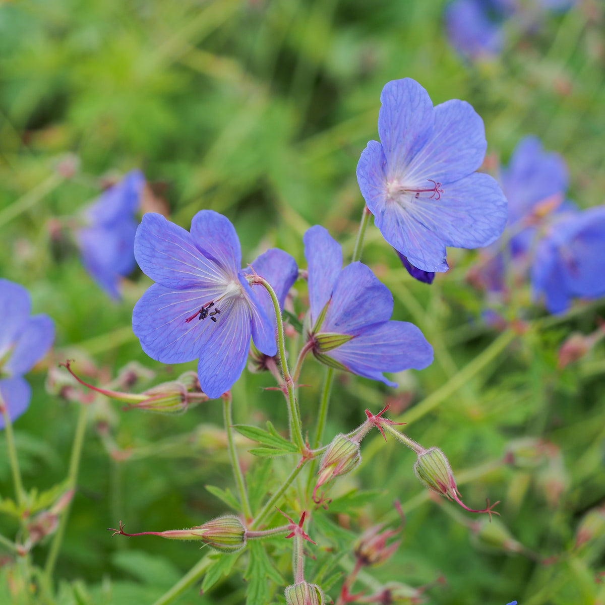 Geranium x johnsonii 'Johnson's Blue' - Hardy's Cottage Garden Plants