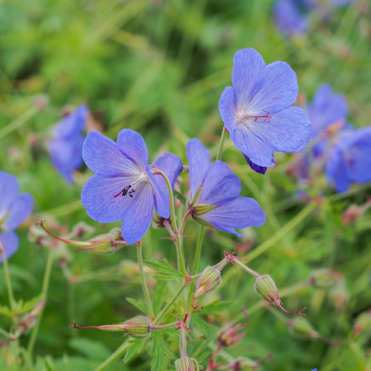 Geranium x johnsonii 'Johnson's Blue' - Hardy's Cottage Garden Plants