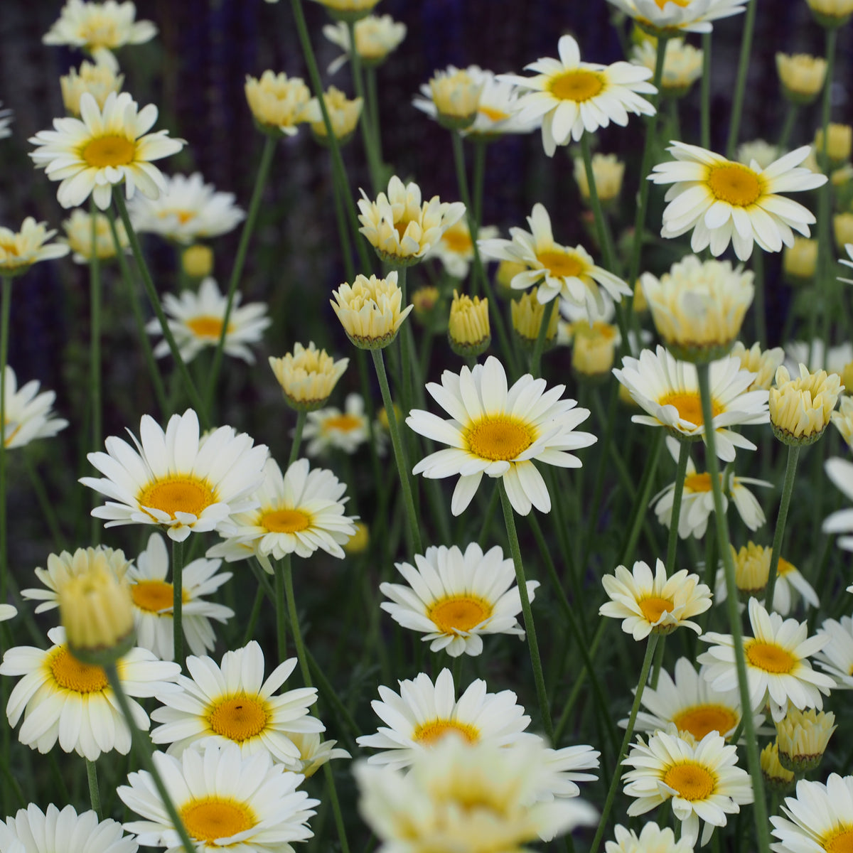 Cota tinctoria 'Sauce Hollandaise' - Hardy's Cottage Garden Plants