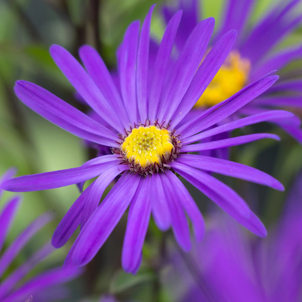 Aster amellus 'Sonora' - Hardy's Cottage Garden Plants