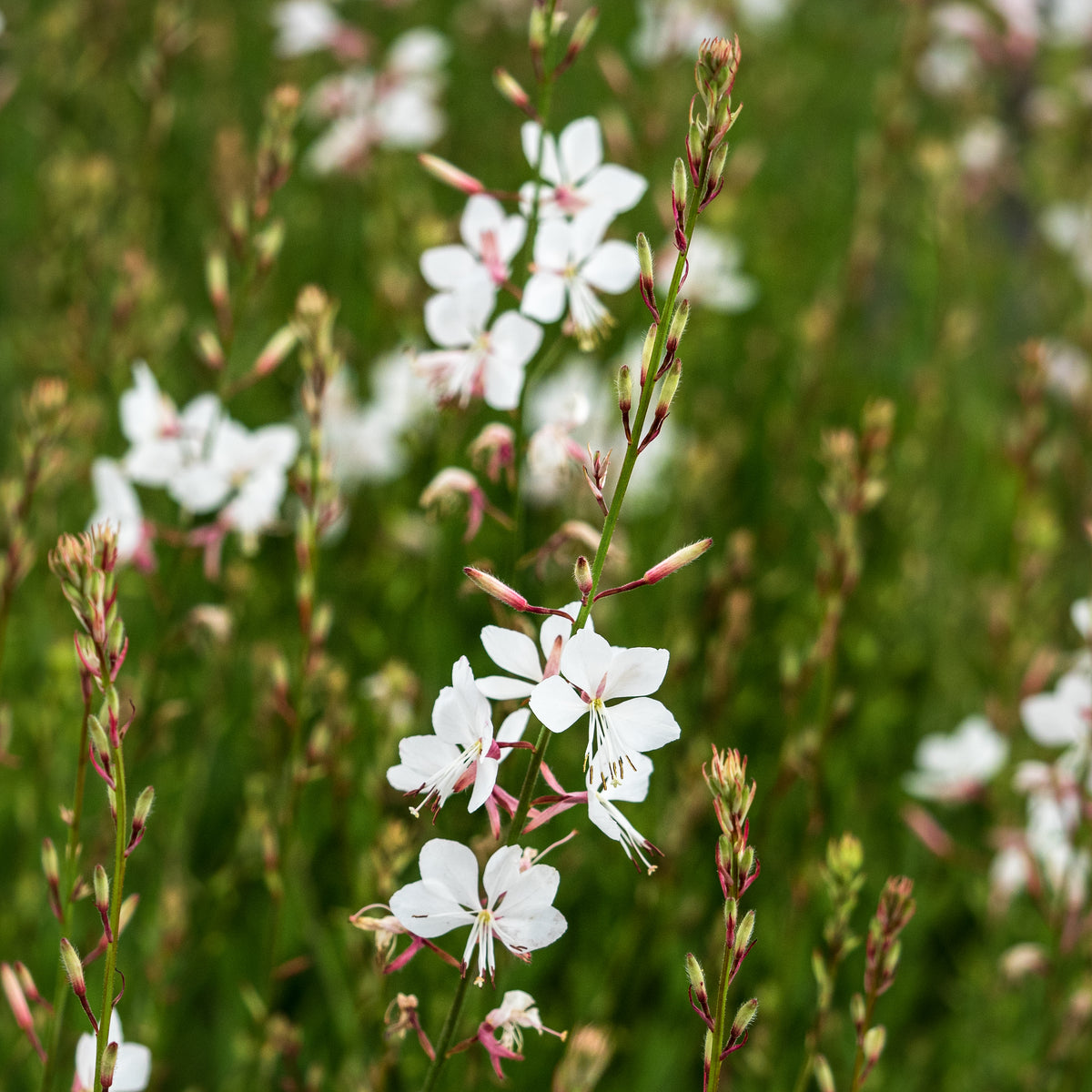 Oenothera Ice Cool Rosy ('Harcool') (G) - Hardy's Cottage Garden Plants