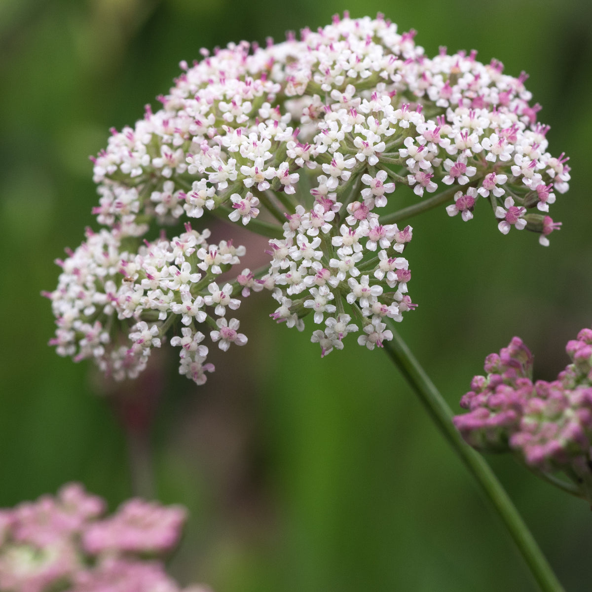 Seseli montanum - Hardy's Cottage Garden Plants