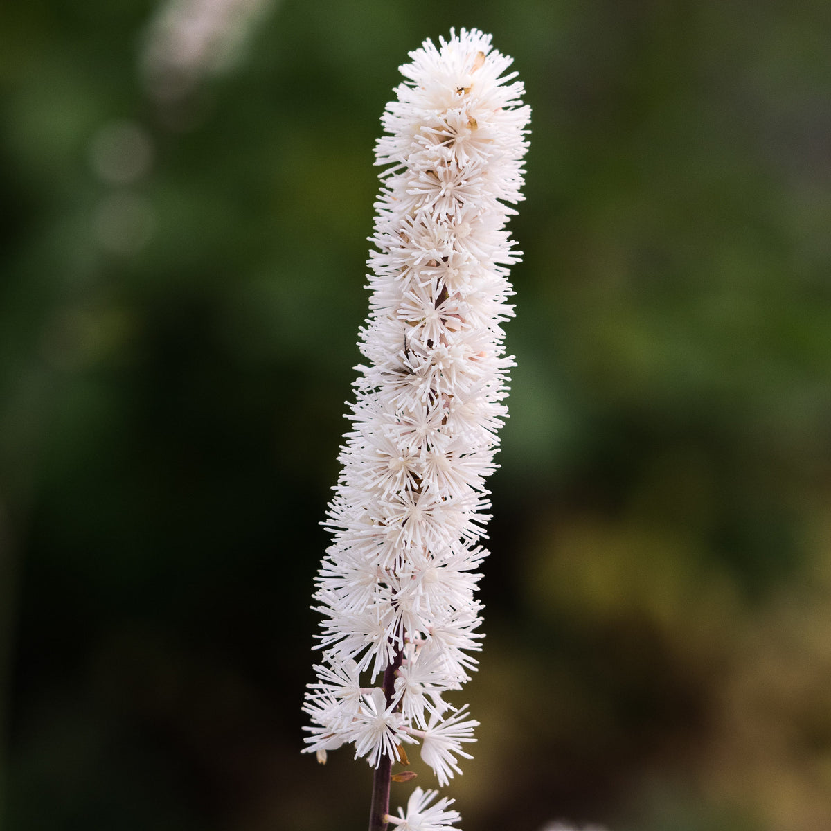 Actaea arizonica — creamy white bottlebrush flowers on tall upright stems with deeply cut light green foliage
