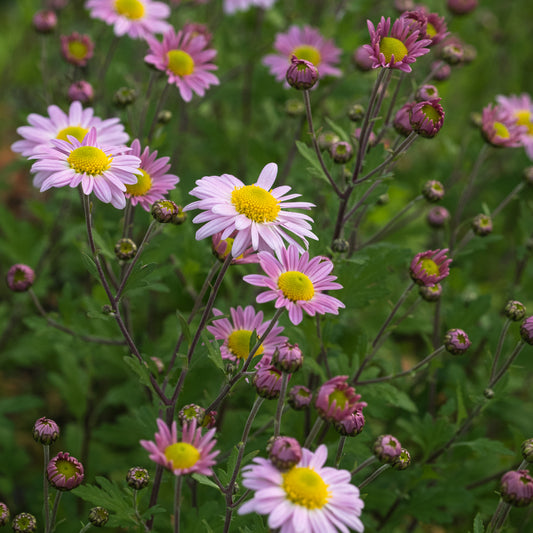Chrysanthemum 'Innocence' - Hardy's Cottage Garden Plants