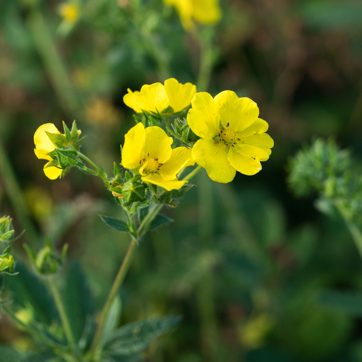 Potentilla recta 'Warrenii' - Hardy's Cottage Garden Plants