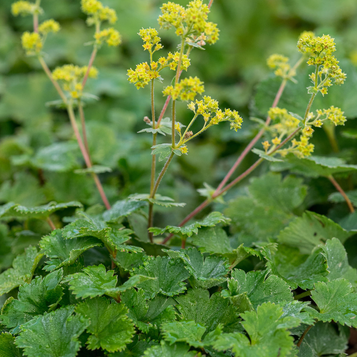 Alchemilla erythropoda — sprays of lime-green flowers above light green dew-catching leaves in summer
