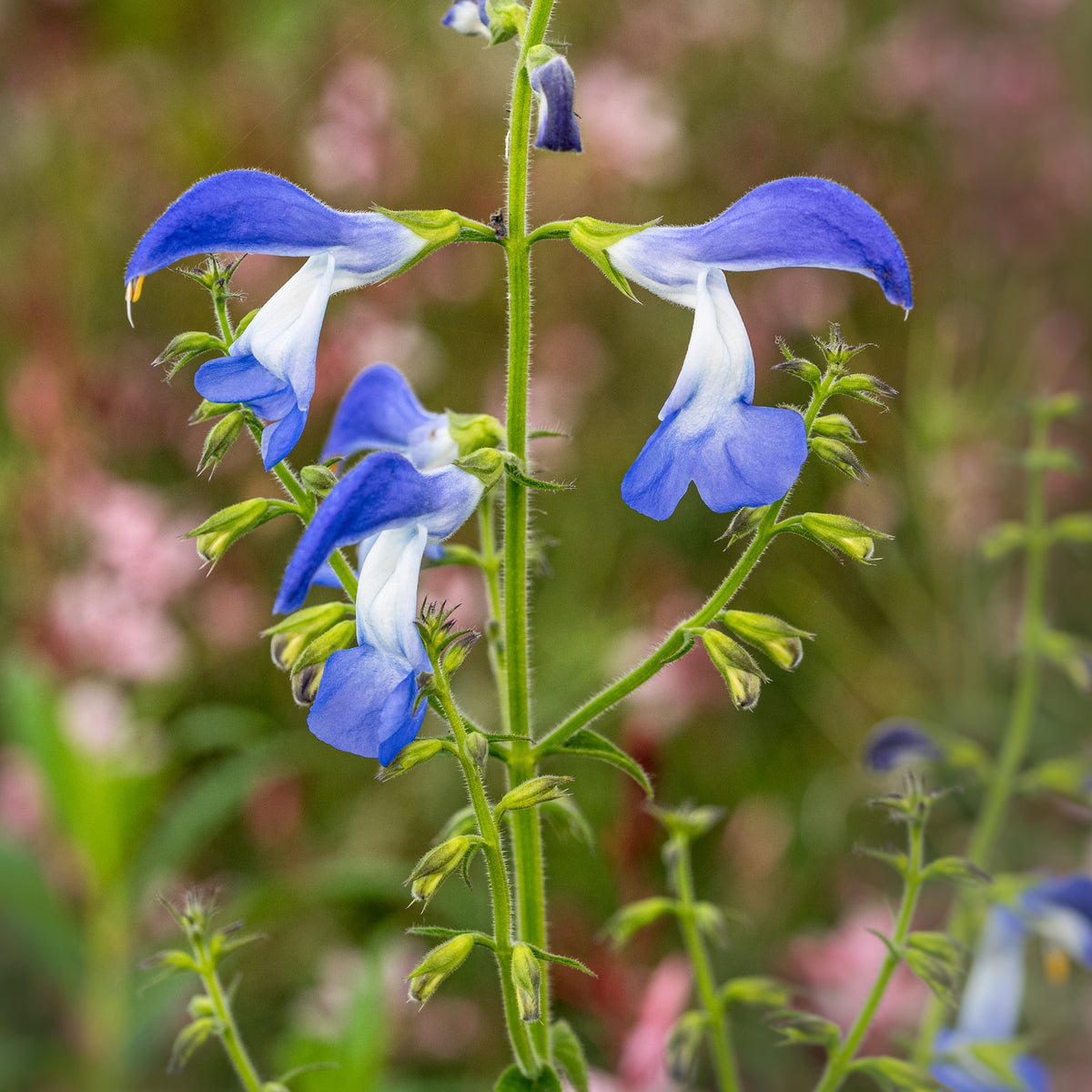 Salvia patens 'Dot's Delight' - Hardy's Cottage Garden Plants