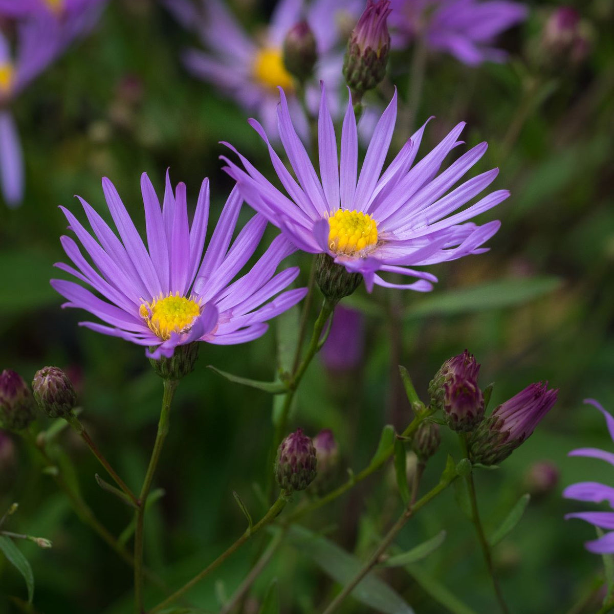 Symphyotrichum turbinellum 'Leaflet' - Hardy's Cottage Garden Plants