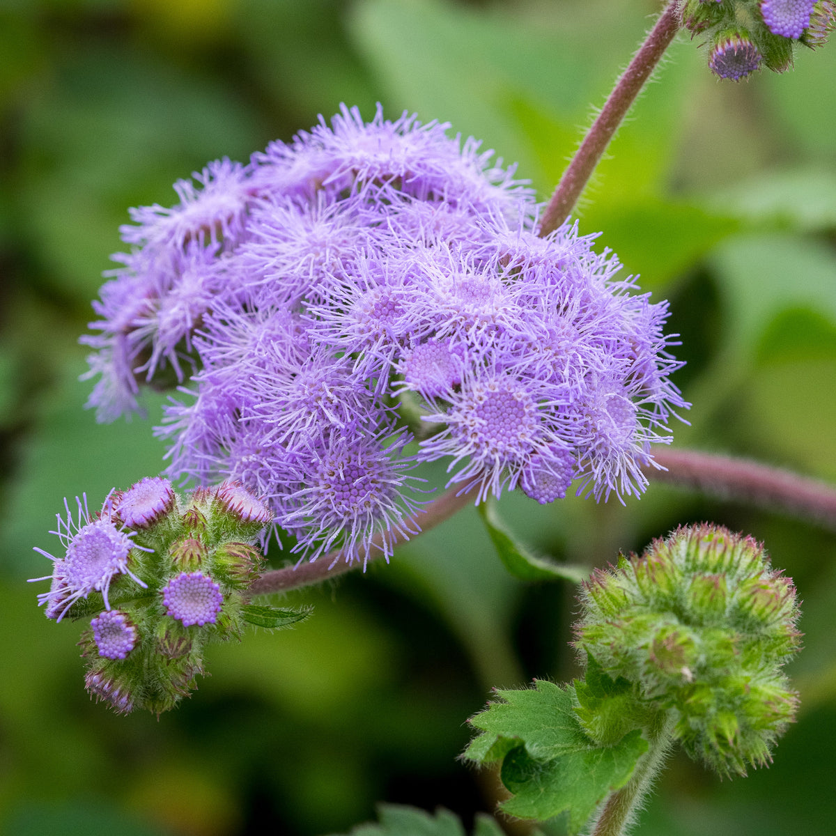 Ageratum petiolatum — masses of fluffy lilac flowers in a sunny summer border