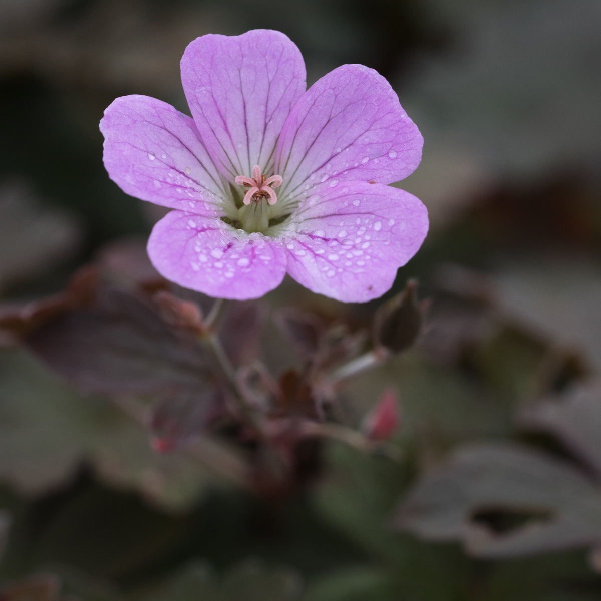 Geranium 'Dusky Rose' - Hardy's Cottage Garden Plants