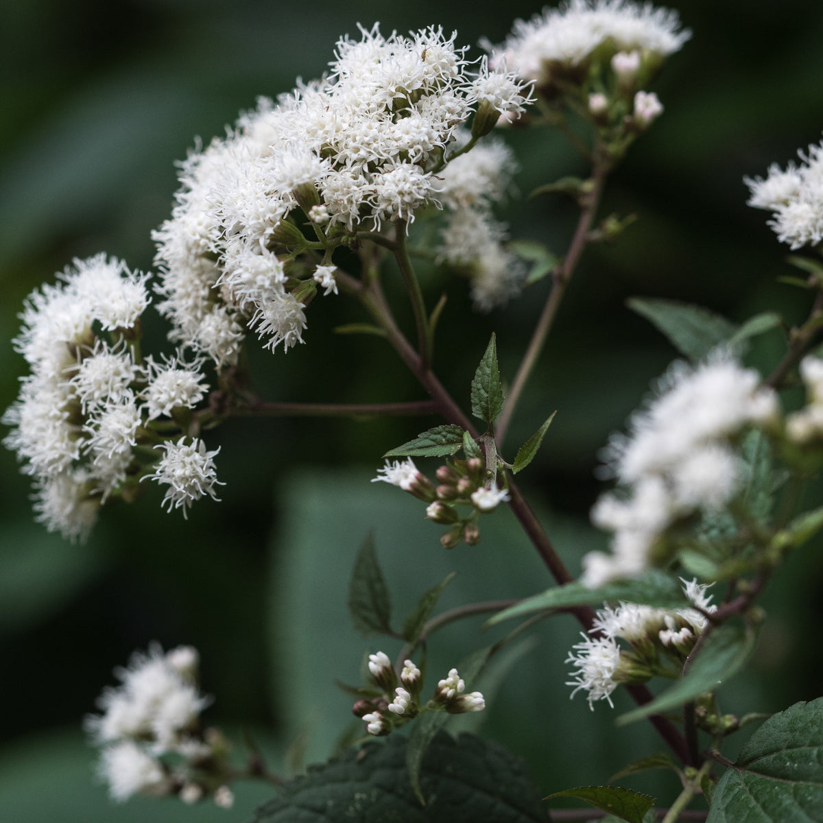 Ageratina altissima 'Chocolate' — rich purple foliage with creamy white flower clusters in autumn border
