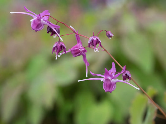 Epimedium grandiflorum 'Lilafee' - Hardy's Cottage Garden Plants