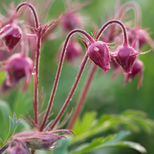 Geum triflorum - Hardy's Cottage Garden Plants