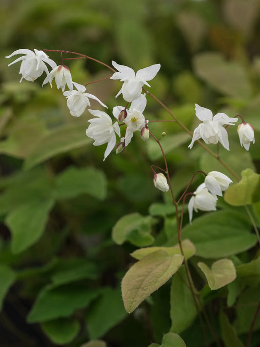Epimedium x youngianum 'Niveum' - Hardy's Cottage Garden Plants