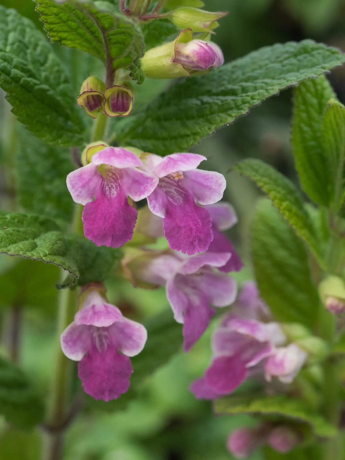 Melittis melissophyllum 'Cyclamenroze' - Hardy's Cottage Garden Plants