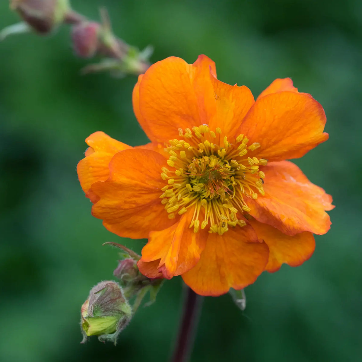 Geum 'Rearsby Hybrid' - Hardy's Cottage Garden Plants