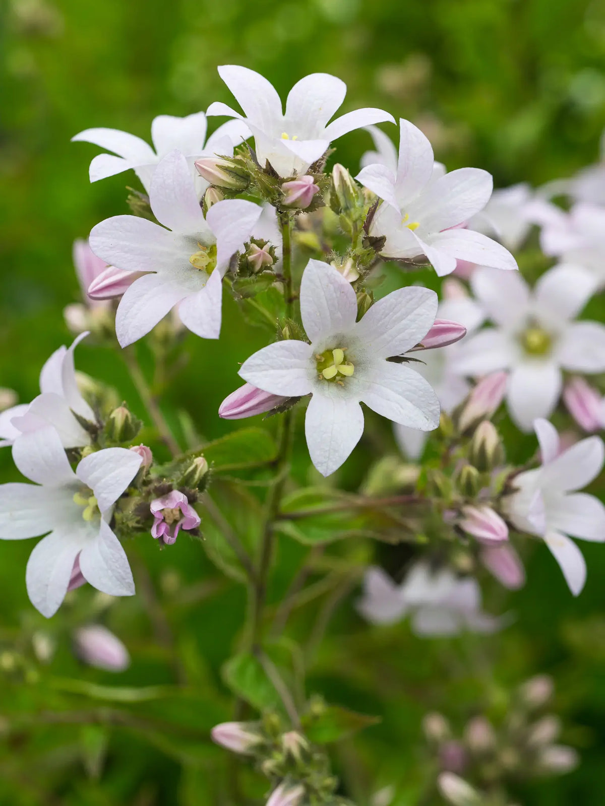 Campanula lactiflora 'Loddon Anna' - Hardy's Cottage Garden Plants