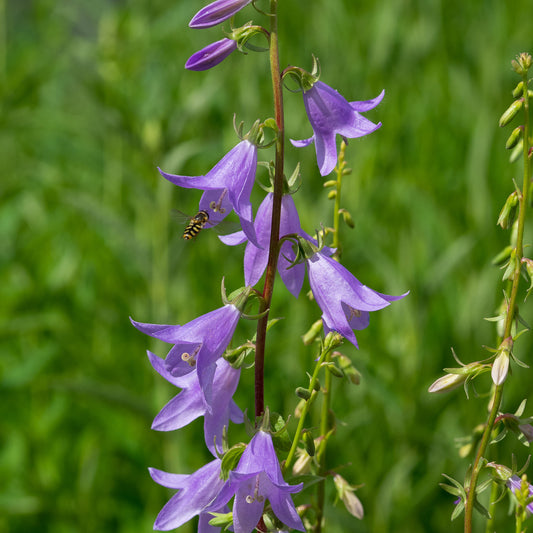 Adenophora pereskiifolia — tall spikes of lilac hanging bells in summer border