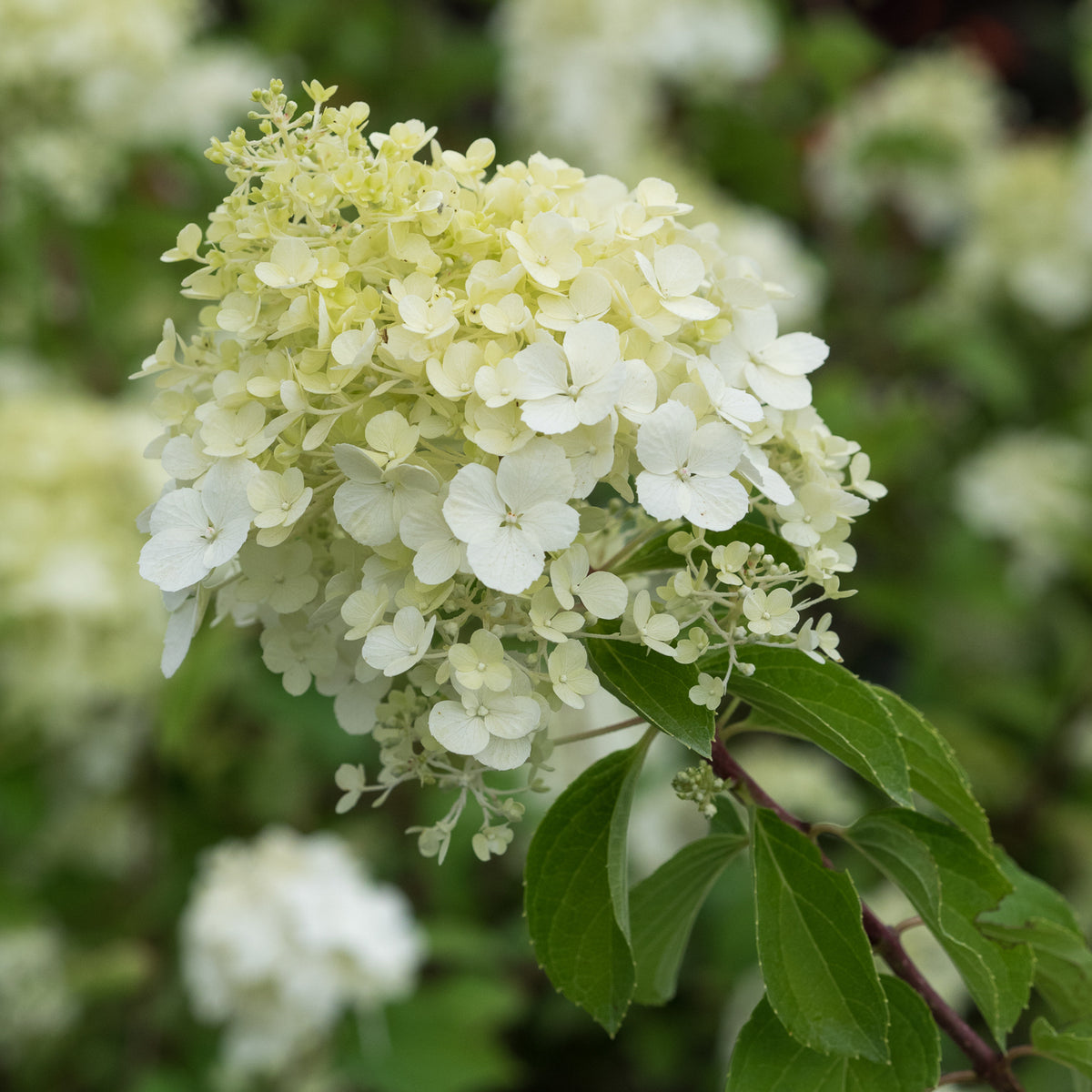 Hydrangea paniculata 'Polar Bear'PBR - Hardy's Cottage Garden Plants