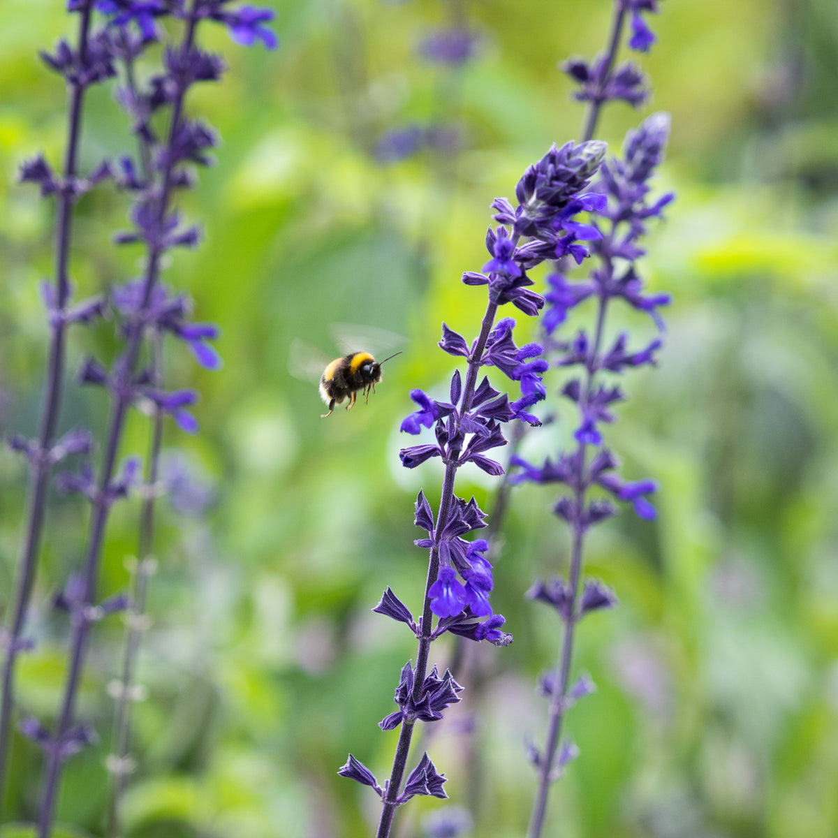 Salvia 'Indigo Spires' - Hardy's Cottage Garden Plants