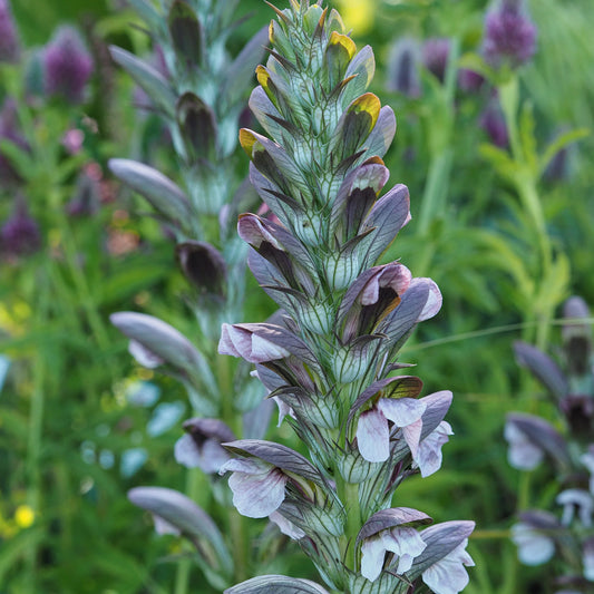 Acanthus hungaricus flower spikes with purple and white blooms above bold dark green foliage