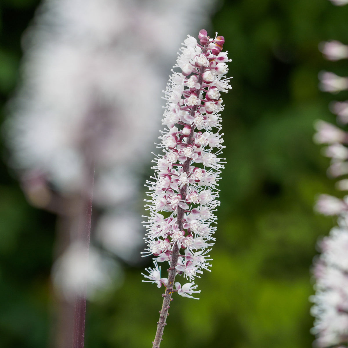 Actaea simplex 'James Compton' — scented cream flower spikes above deep purple foliage in autumn, RHS Award of Garden Merit