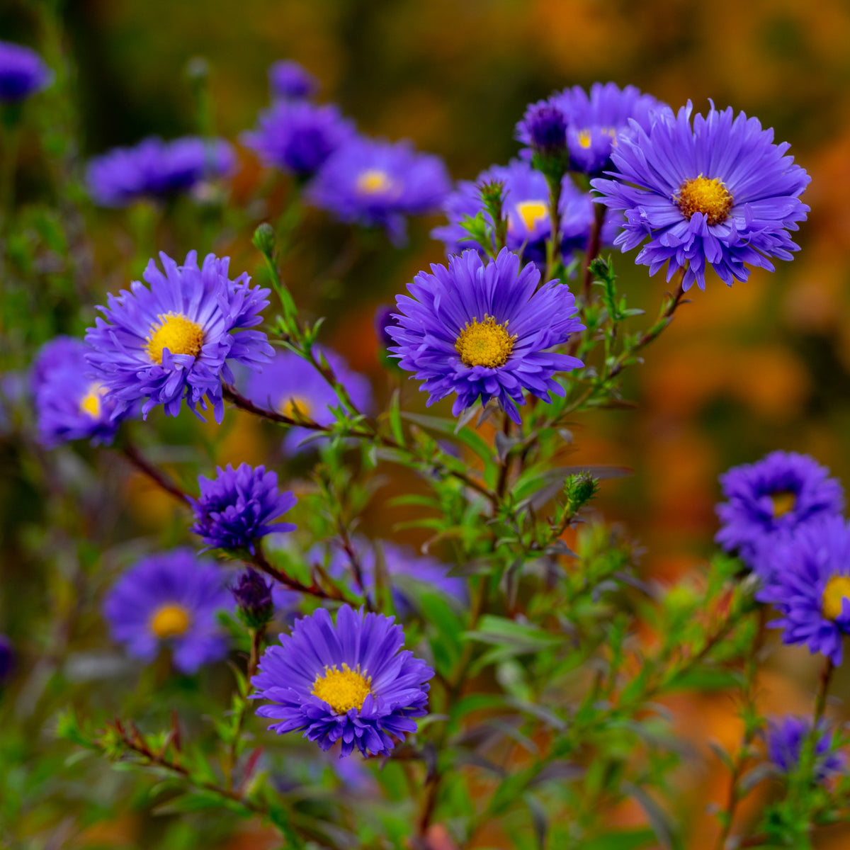 Symphyotrichum novi-belgii 'Davey's True Blue' - Hardy's Cottage Garden Plants