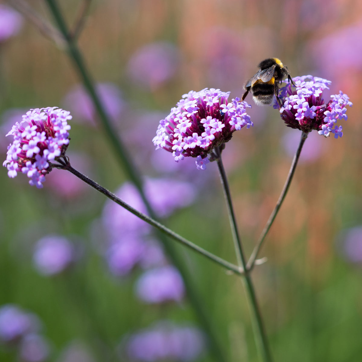 Verbena bonariensis - Hardy's Cottage Garden Plants