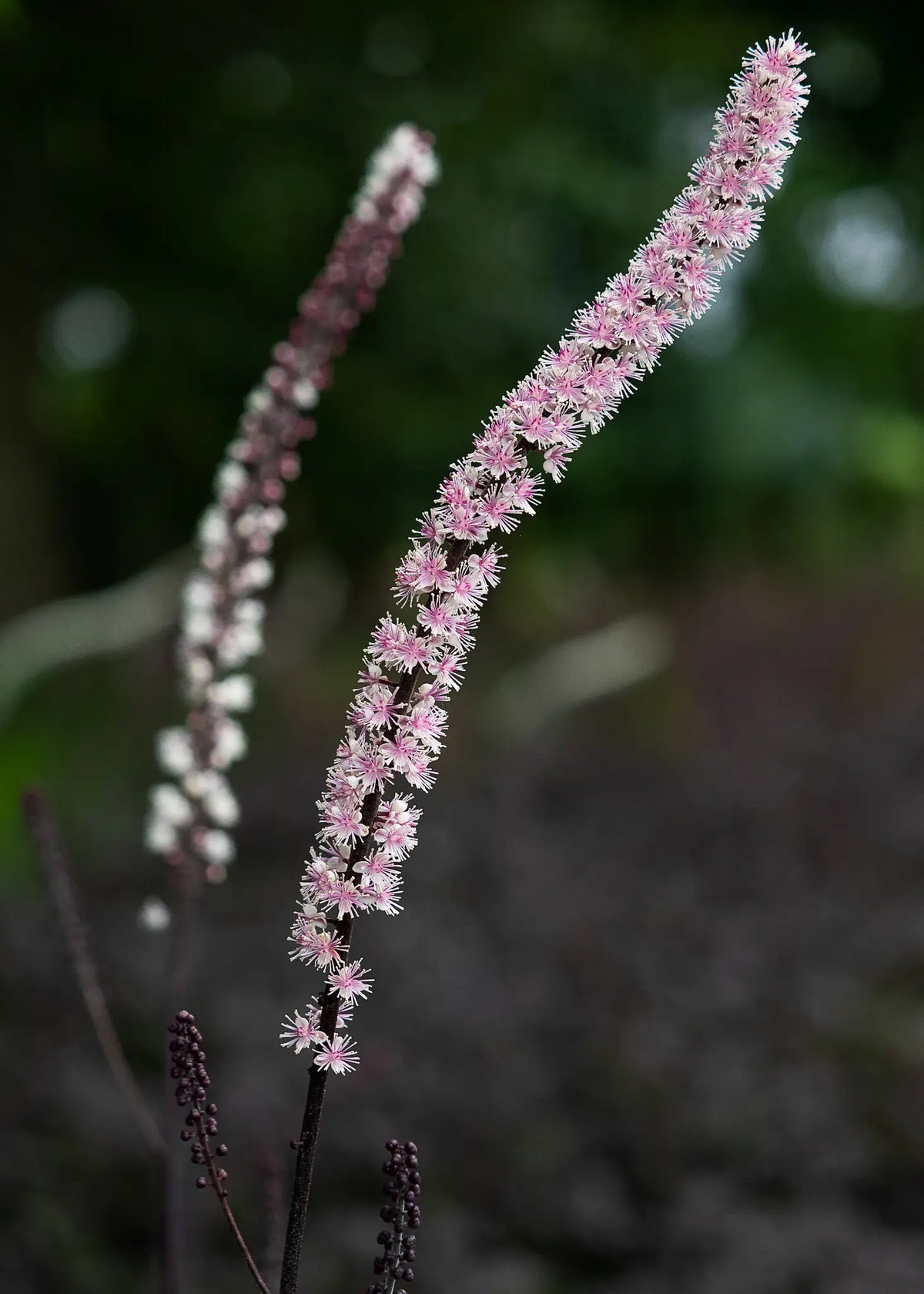 Actaea simplex 'Pink Spike' - Hardy's Cottage Garden Plants