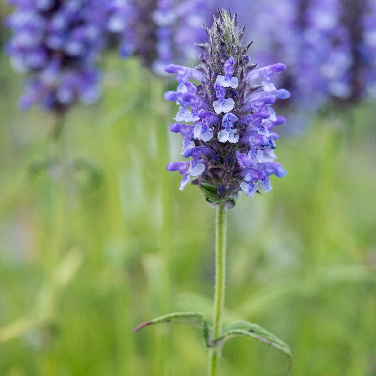 Nepeta nervosa in flower, showing densely packed violet-blue flower spikes above aromatic silvery-green foliage